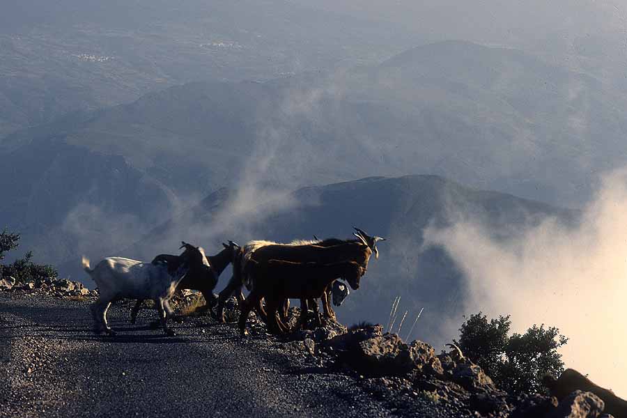 Tor Eigeland - Goats peering over the edge in the freedom of Spain's Alpujarra mountains. W11505