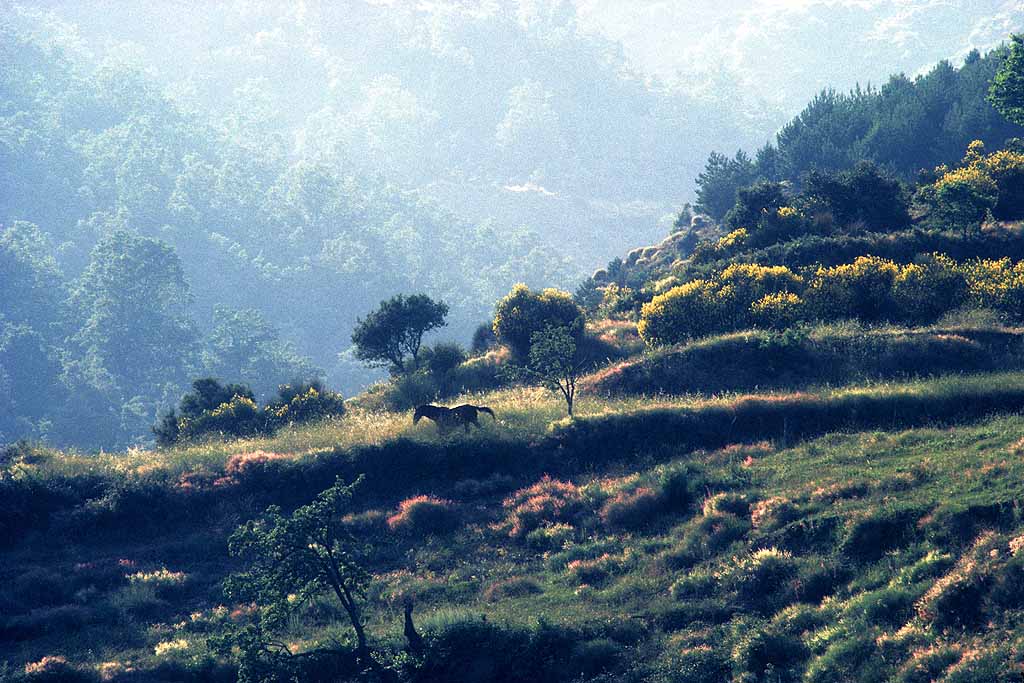 Tor Eigeland - Horse running wild and free in the wilderness of the Alpujarras mountains, Andalusia, Spain. S0375