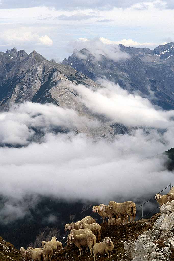 Tor Eigeland - Sheep looking over the precipice in Austrian alps above town of Seefeld, Tyrol. W4994