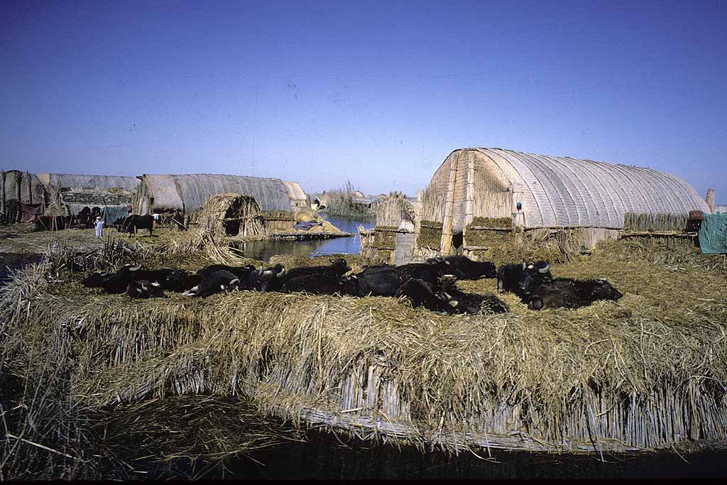 Tor Eigeland - Water buffaloes resting after foraging in the marshes. This is a typical settlement in the Central Marshes. W8880
