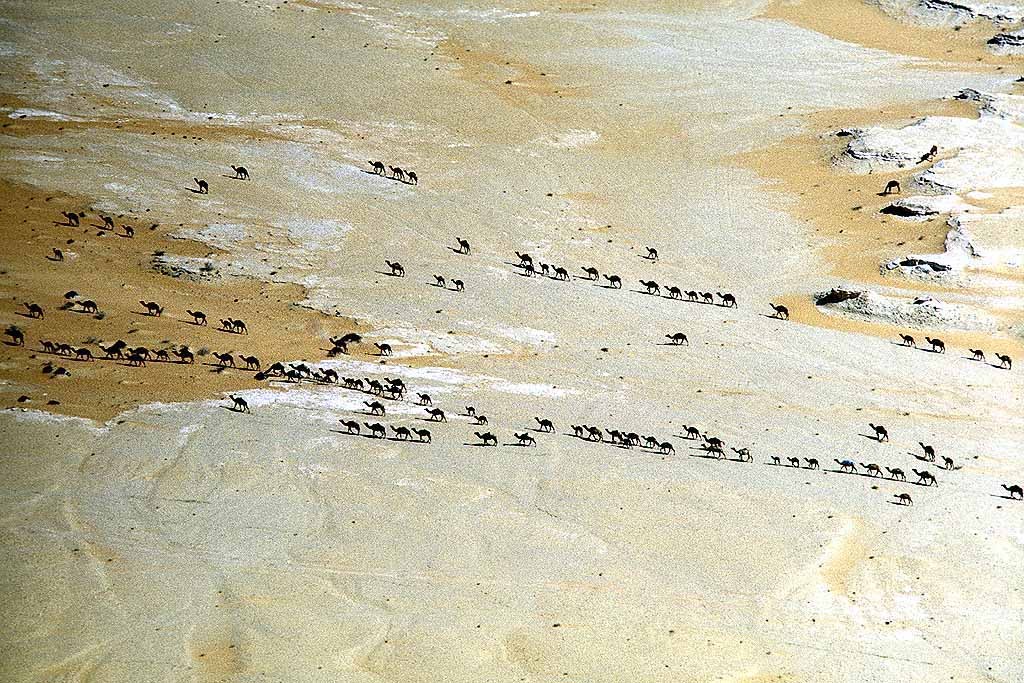 Tor Eigeland - Aerial of camels of the Al-Murrah tribe travelling across the Empty Quarter, the Rub al-Khali. W10372