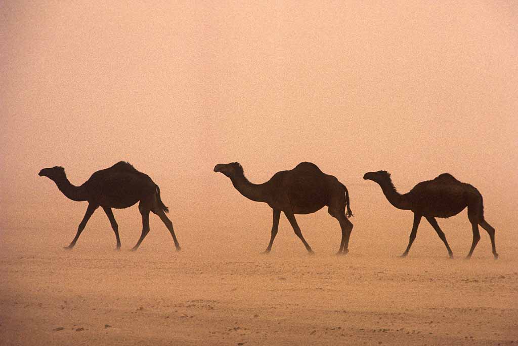 Tor Eigeland - Camels moving through the desert in blinding sandstorm in Saudi Arabia's Empty Quarter - the Rub al-Khali. W10307